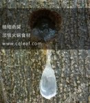 它被稱為“植物燕窩”,今天咱們來認(rèn)識(shí)它【重慶火鍋底料批發(fā)市場(chǎng)】