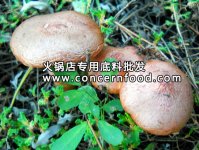 食材干貨：無(wú)法復(fù)制的鮮美-松蘑【火鍋底料代加工】
